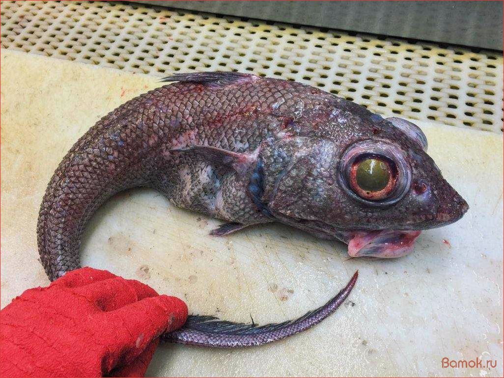 Макрурус — удивительное существо с огромной клешней и невероятной силой